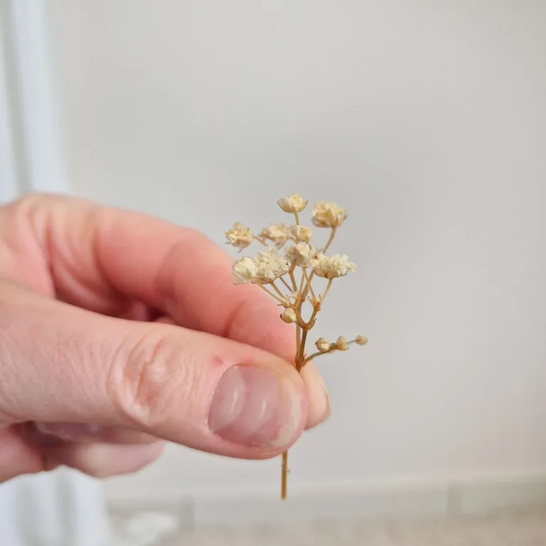 Gipsówka stabilizowana wiecznie żywa mini box 80g biała