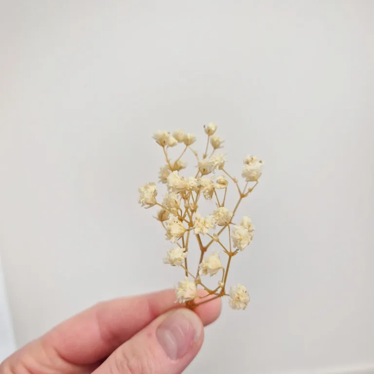 Gipsówka stabilizowana wiecznie żywa mini box 80g biała