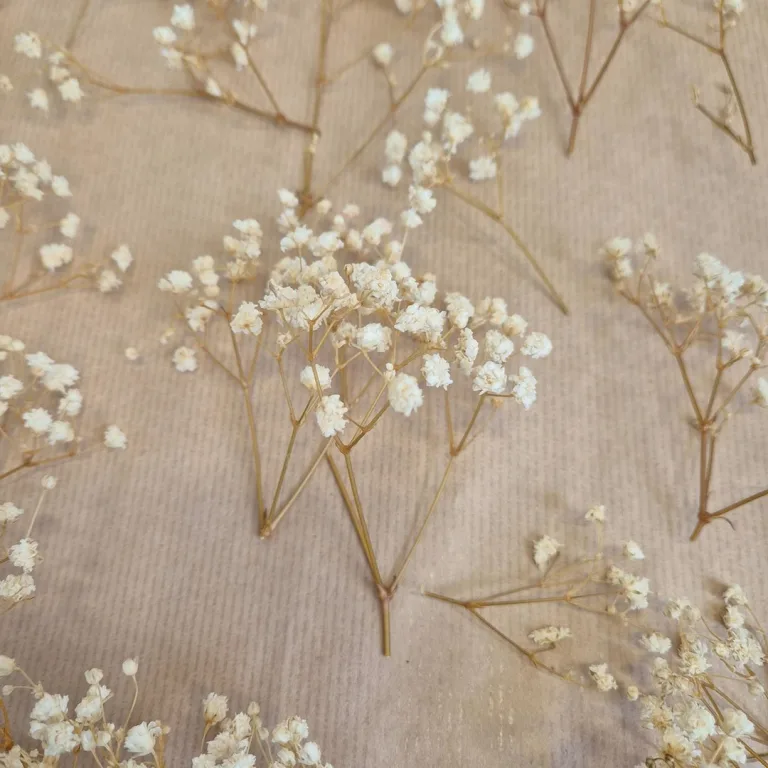 Gipsówka stabilizowana wiecznie żywa mini box 80g biała