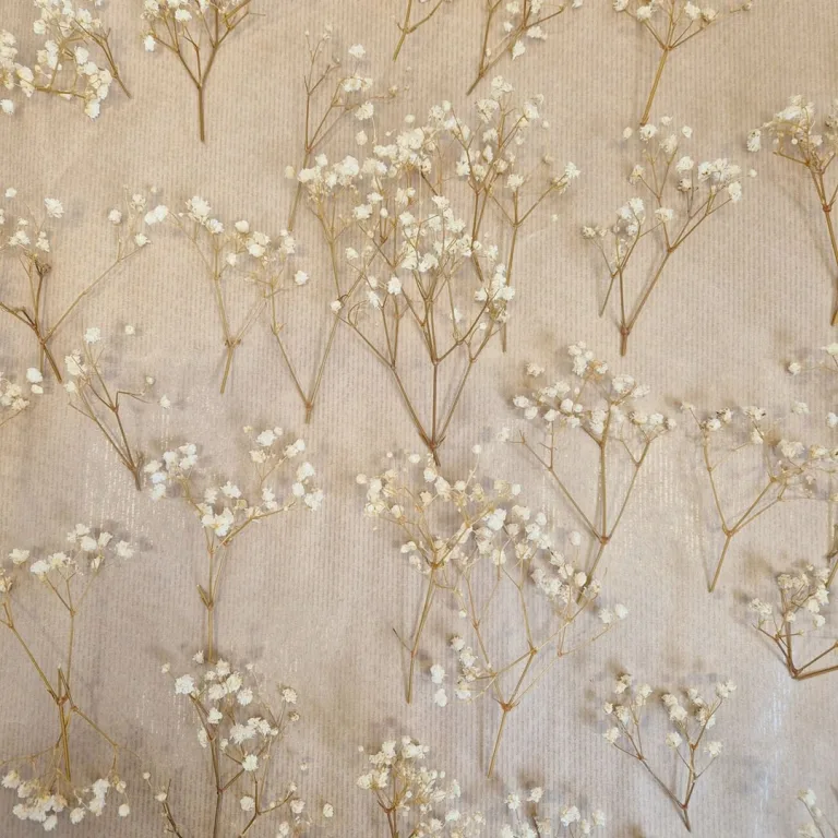 Gipsówka stabilizowana wiecznie żywa mini box 80g biała