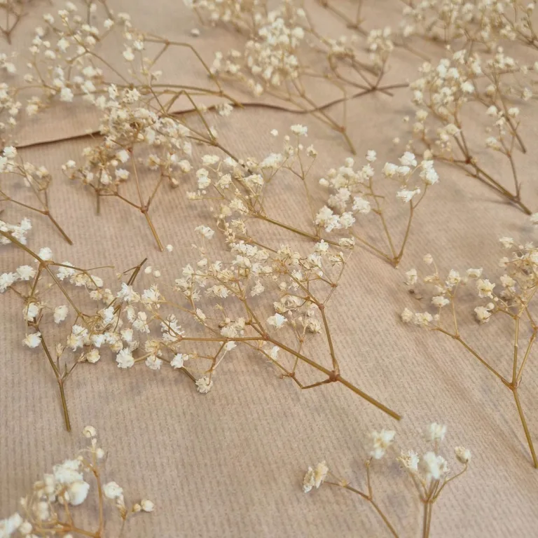 Gipsówka stabilizowana wiecznie żywa mini box 80g biała