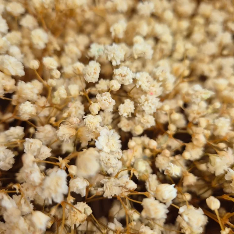 Gipsówka stabilizowana wiecznie żywa mini box 80g biała