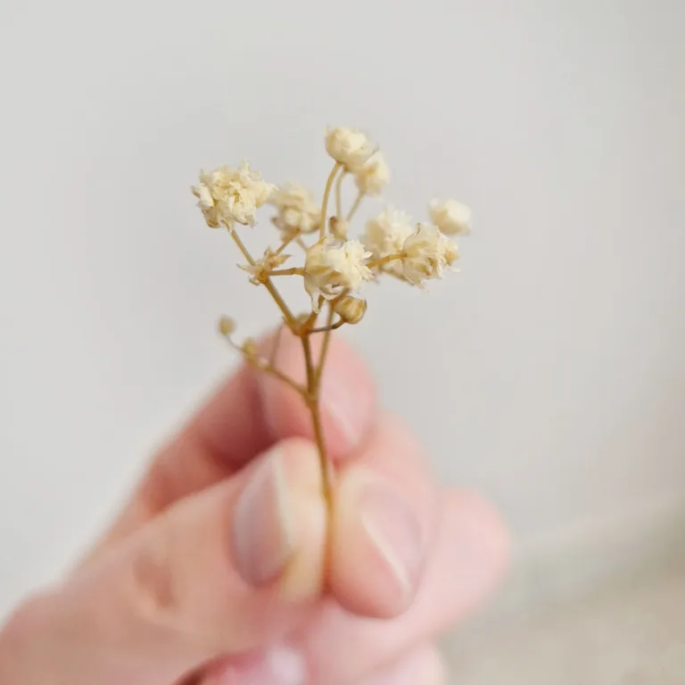 Gipsówka stabilizowana wiecznie żywa mini box 80g biała