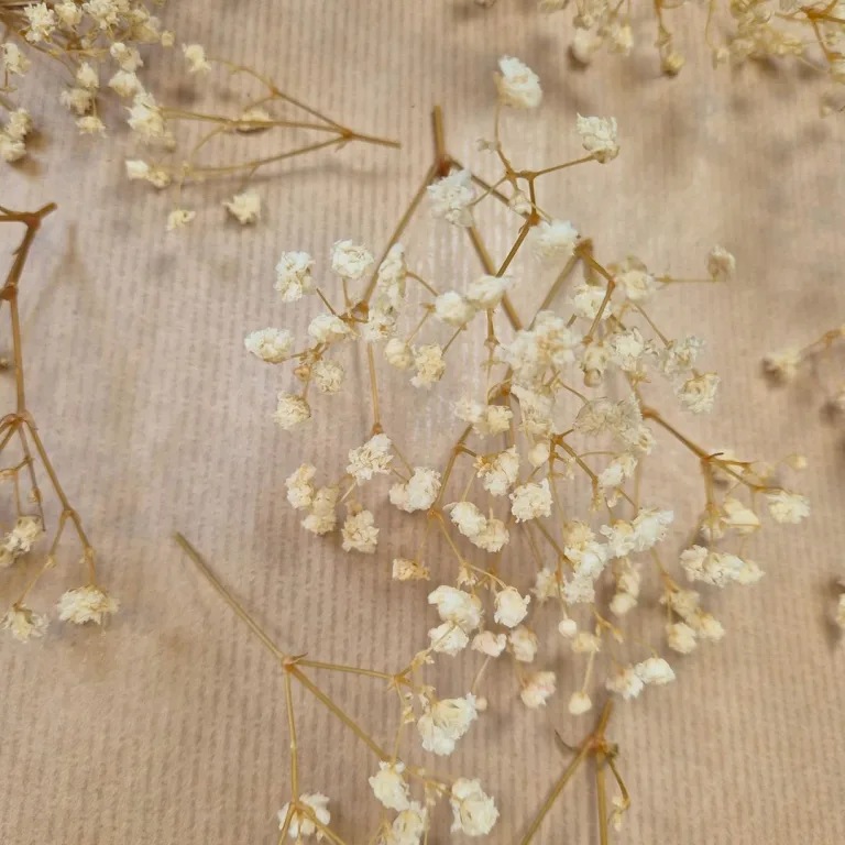 Gipsówka stabilizowana wiecznie żywa mini box 80g biała