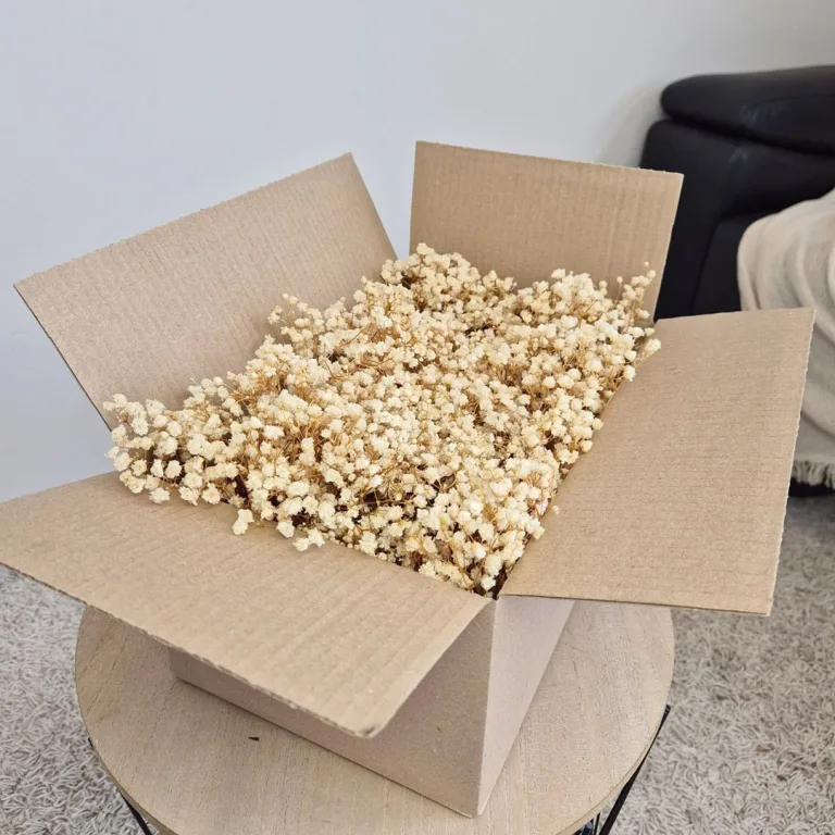 Gipsówka stabilizowana wiecznie żywa mini box 80g biała