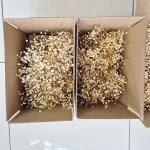 Gipsówka stabilizowana wiecznie żywa mini box 80g biała