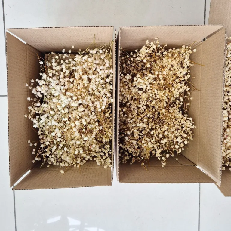 Gipsówka stabilizowana wiecznie żywa mini box 80g biała