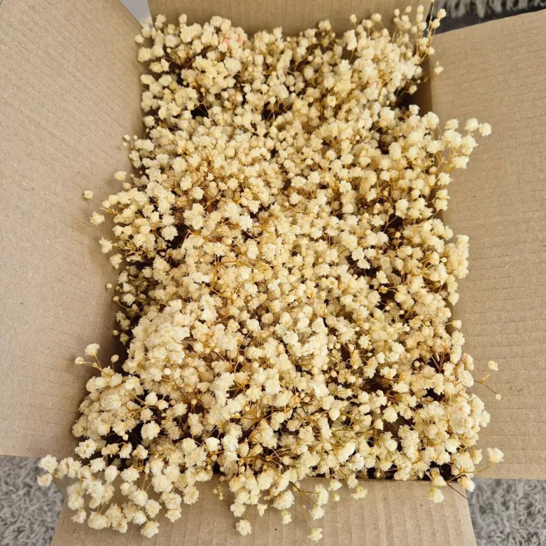 Gipsówka stabilizowana wiecznie żywa mini box 80g biała