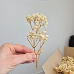 Gipsówka stabilizowana wiecznie żywa mini box 80g biała