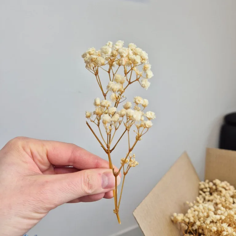 Gipsówka stabilizowana wiecznie żywa mini box 80g biała