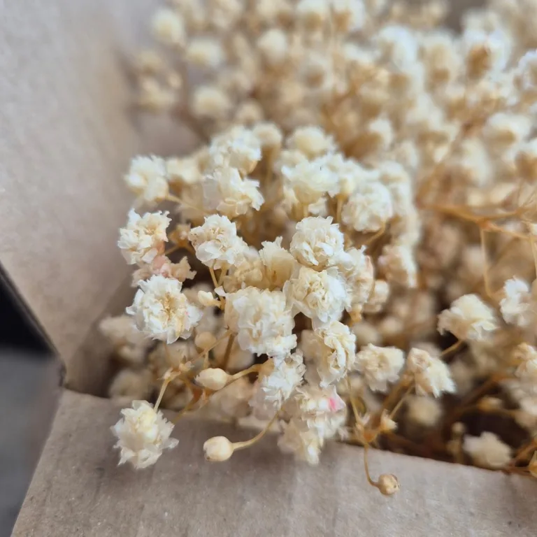 Gipsówka stabilizowana wiecznie żywa mini box 80g biała