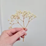 Gipsówka stabilizowana wiecznie żywa mini box 80g biała