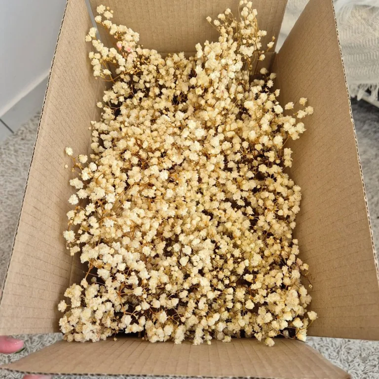 Gipsówka stabilizowana wiecznie żywa mini box 80g biała