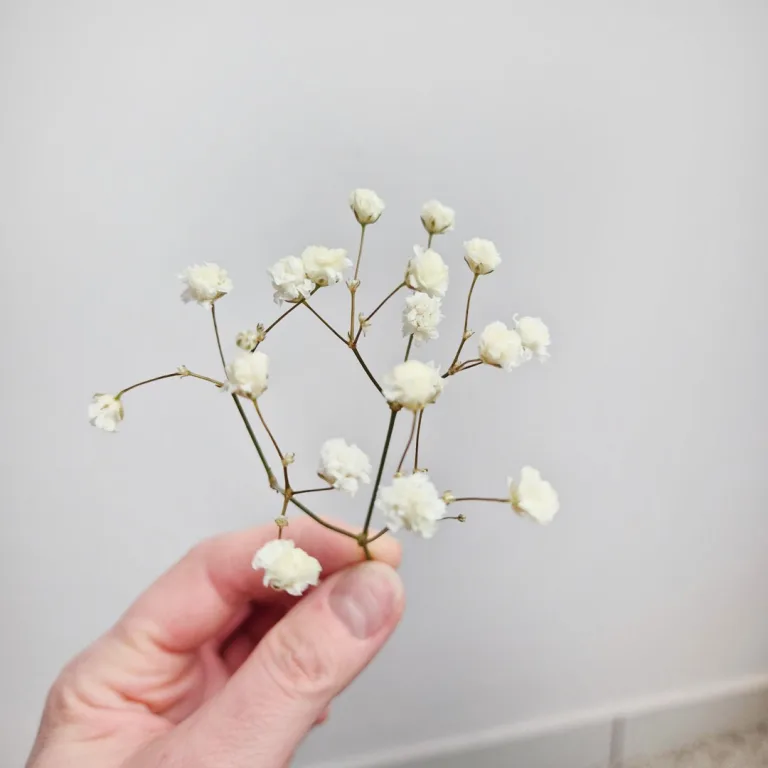 Gipsówka stabilizowana wiecznie żywa mini box 80g biała