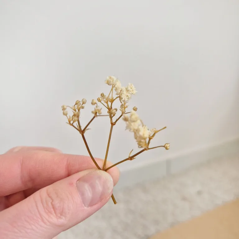 Gipsówka stabilizowana wiecznie żywa mini box 80g biała