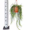 Rhipsalis-patyczak-wiszacy-Selenicereus