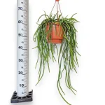 Patyczak, ripsalis (Rhipsalis Selenicereus Wercklei) 65cm