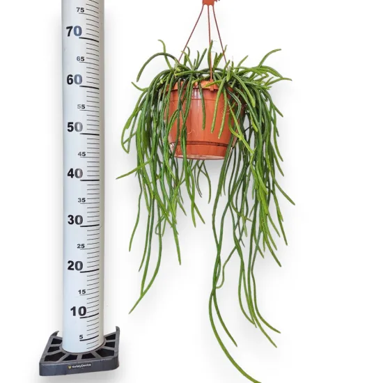 Rhipsalis-patyczak-wiszacy-Selenicereus