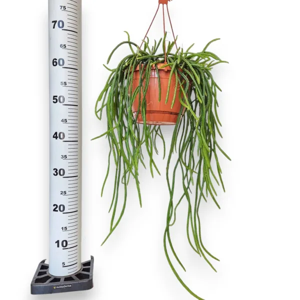 Patyczak, ripsalis (Rhipsalis Selenicereus Wercklei) 65cm