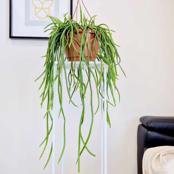 Patyczak, ripsalis (Rhipsalis Selenicereus Wercklei) 65cm