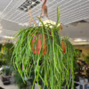 Rhipsalis-patyczak-wiszacy-Selenicereus