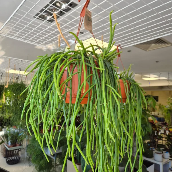 Patyczak, ripsalis (Rhipsalis Selenicereus Wercklei) 65cm