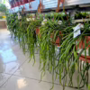 Rhipsalis-patyczak-wiszacy-Selenicereus