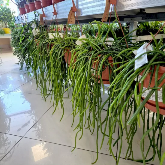 Rhipsalis-patyczak-wiszacy-Selenicereus