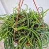 Rhipsalis-patyczak-wiszacy-Selenicereus