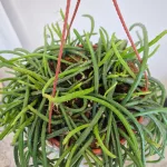 Patyczak, ripsalis (Rhipsalis Selenicereus Wercklei) 65cm