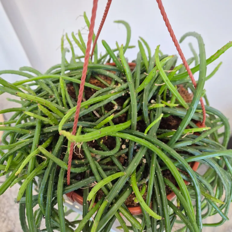 Patyczak, ripsalis (Rhipsalis Selenicereus Wercklei) 65cm