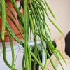 Rhipsalis-patyczak-wiszacy-Selenicereus