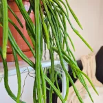 Patyczak, ripsalis (Rhipsalis Selenicereus Wercklei) 65cm