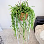 Patyczak, ripsalis (Rhipsalis Selenicereus Wercklei) 65cm
