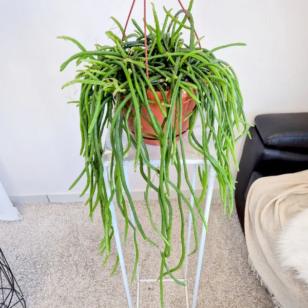 Patyczak, ripsalis (Rhipsalis Selenicereus Wercklei) 65cm