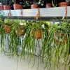 Rhipsalis-patyczak-wiszacy-Selenicereus