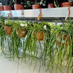 Patyczak, ripsalis (Rhipsalis Selenicereus Wercklei) 65cm