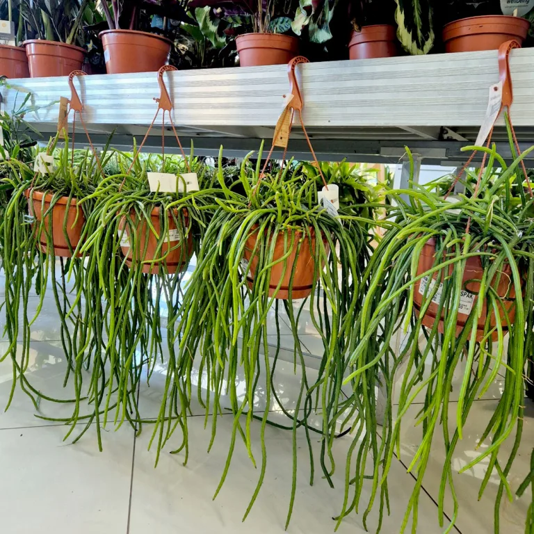 Patyczak, ripsalis (Rhipsalis Selenicereus Wercklei) 65cm