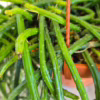 Rhipsalis-patyczak-wiszacy-Selenicereus
