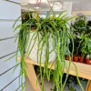 Rhipsalis-patyczak-wiszacy-Selenicereus