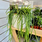 Patyczak, ripsalis (Rhipsalis Selenicereus Wercklei) 65cm