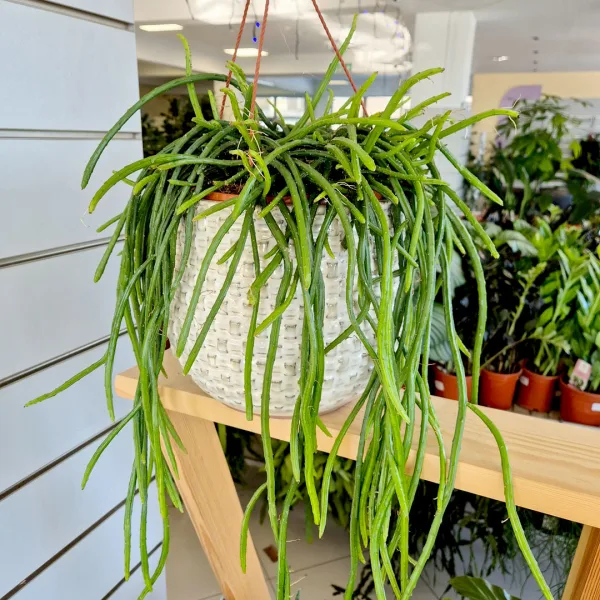 Patyczak, ripsalis (Rhipsalis Selenicereus Wercklei) 65cm