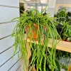 Rhipsalis-patyczak-wiszacy-Selenicereus