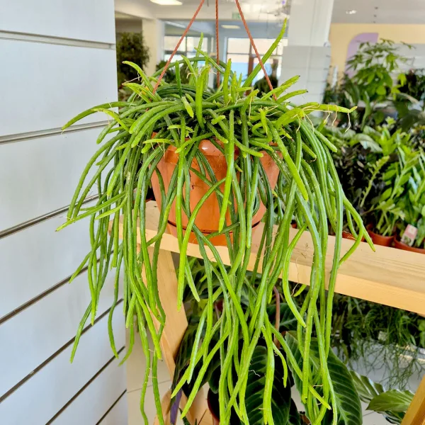 Patyczak, ripsalis (Rhipsalis Selenicereus Wercklei) 65cm