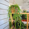 Rhipsalis-patyczak-wiszacy-Selenicereus