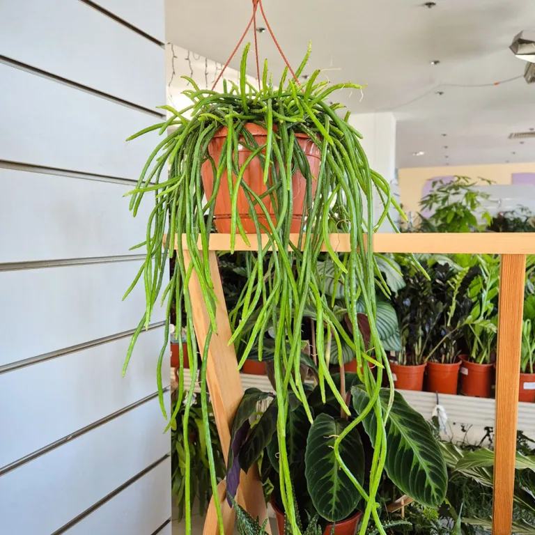 Patyczak, ripsalis (Rhipsalis Selenicereus Wercklei) 65cm