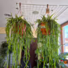Rhipsalis-patyczak-wiszacy-Selenicereus