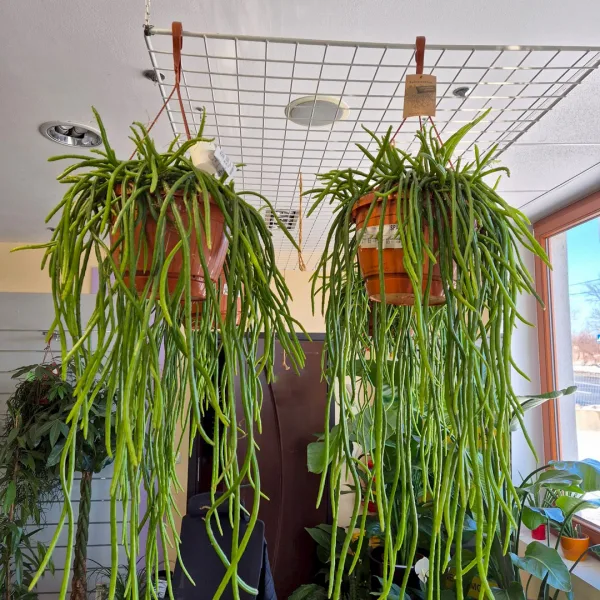 Patyczak, ripsalis (Rhipsalis Selenicereus Wercklei) 65cm