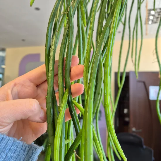 Rhipsalis-patyczak-wiszacy-Selenicereus