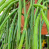 Rhipsalis-patyczak-wiszacy-Selenicereus